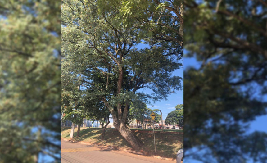 Prefeitura interdita rua para poda de árvore nesta quinta-feira (15)
