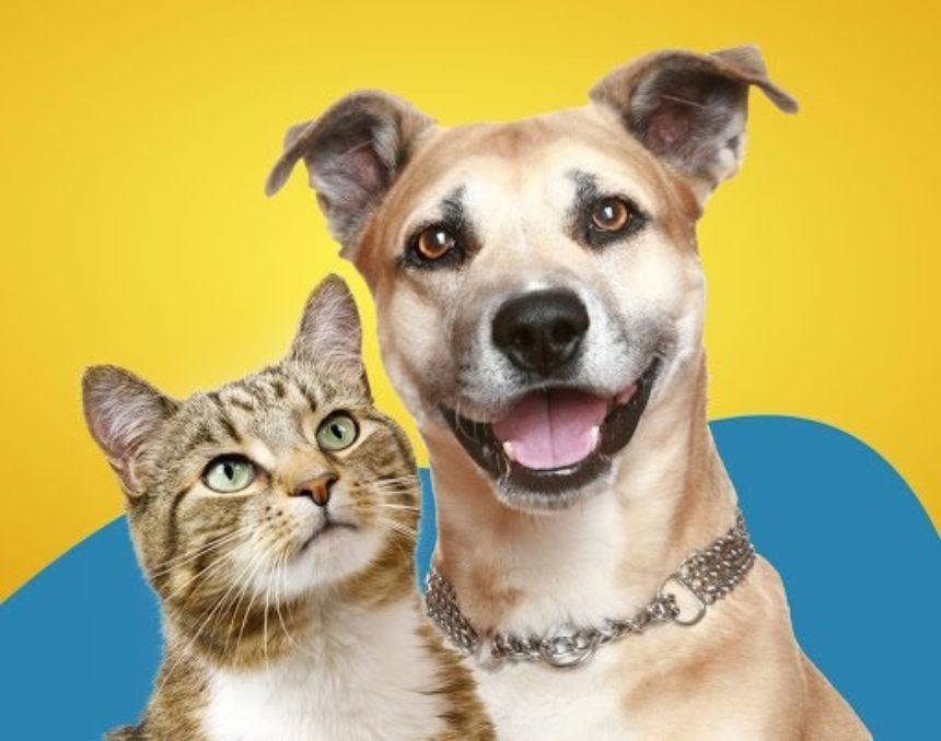 ‘Melhor Amigo’ vacina cães e gatos no centro de especialidades