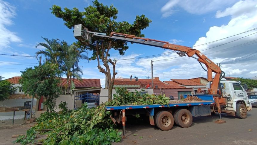 Prefeitura por meio da Diretoria de Meio Ambiente realiza remoção e podas de árvores