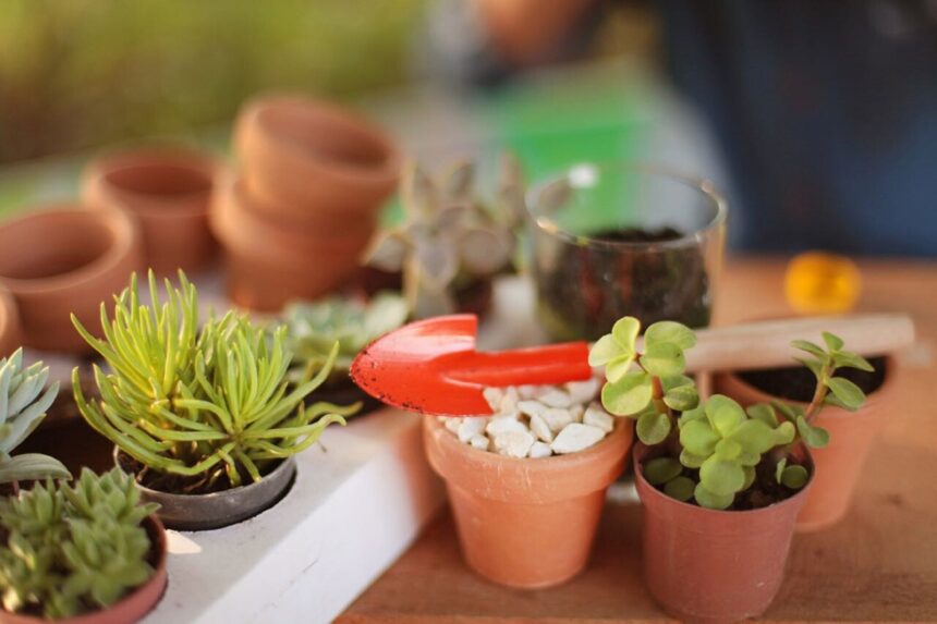 Oficina de Jardinagem: Cultivando Conhecimento com Cactos e Suculentas para a Terceira Idade